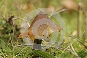 Closeup on the colorful orange Witch's Hat mushroom, Hygrocybe conica , standig up in a grassland