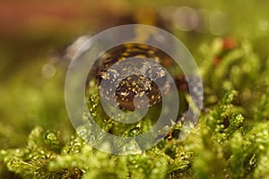 Closeup on a colorful Pacific Westcoast green longtoed salamander, Ambystoma macrodactylum