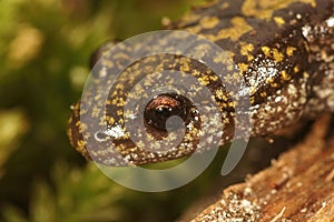 Closeup on a colorful Pacific Westcoast green longtoed salamander, Ambystoma macrodactylum