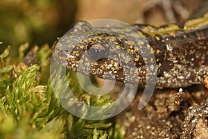 Closeup on a colorful Pacific Westcoast green longtoed salamander, Ambystoma macrodactylum