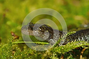 Closeup on a colorful Pacific Westcoast green longtoed salamander, Ambystoma macrodactylum