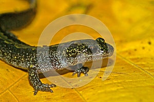 Closeup on a colorful Pacific Westcoast green longtoed salamander, Ambystoma macrodactylum