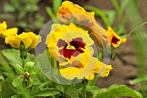 Closeup of colorful pansy flower, The garden pansy is a type of large-flowered hybrid plant cultivated as a garden flower. This