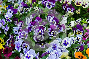 Closeup of colorful pansy flower, The garden pansy is a type of large-flowered hybrid plant cultivated as a garden