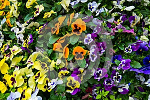 Closeup of colorful pansy flower, The garden pansy is a type of large-flowered hybrid plant cultivated as a garden