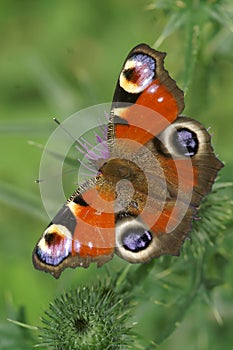 Vertical closeup on a colorful Peacock butterfly, Inachis io, sitting with spread wings against photo