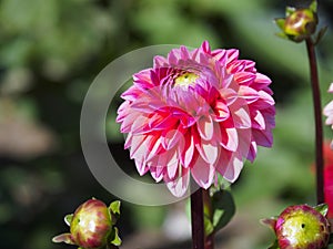 Closeup of a colorful Pink blooming Pompon Dahlia with flower buds