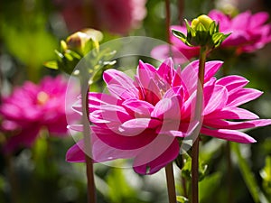 Closeup of a  colorful pink double blooming Dahlia flower and flower-buds photo