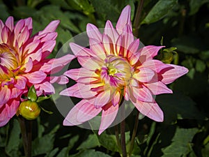 Closeup of a colorful pink orange double blooming Dahlia flower