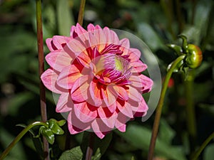 Closeup of a colorful pink with orange double blooming Dahlia flower