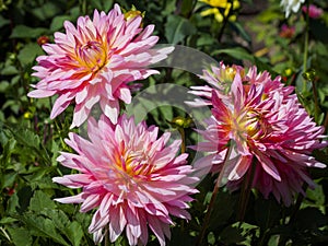 Closeup of colorful pink orange double blooming Dahlia flowers