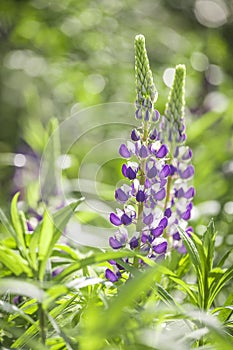 Closeup of a colorful pink purple violet blooming Lupine flowers