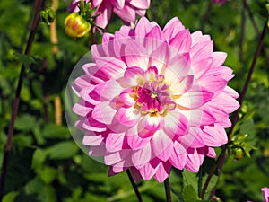 Closeup of a colorful pink purple and white double blooming Dahlia with broad and flat petals. and green leaf background