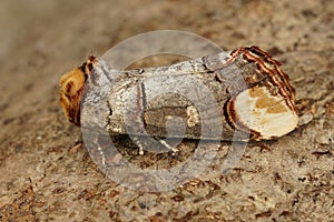 Closeup on a colorful Prominent puss moth, Phalera bucephala, sitting on wood