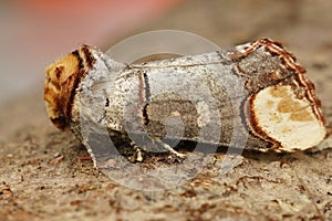 Closeup on a colorful Prominent puss moth, Phalera bucephala, sitting on wood