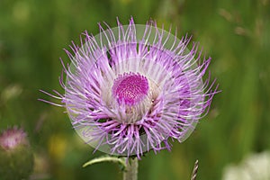 Closeup on a colorful purple flowering melancholy thistle flower, Cirsium heterophyllum