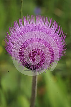 Closeup on a colorful purple flowering melancholy thistle flower, Cirsium heterophyllum