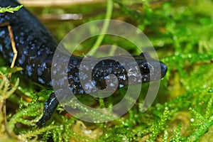 Closeup on the colorful and rare  Blue-spotted Salamander , Ambystoma laterale