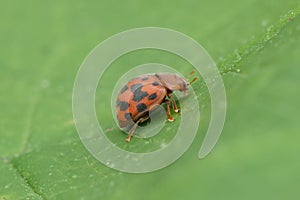 Closeup on the colorful red 24-spot ladybird, Subcoccinella vigintiquatuorpunctata on a green leaf