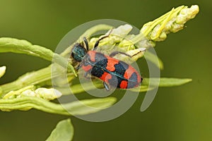 Closeup of the colorful red beewolf beetle, Trichodes apiarius