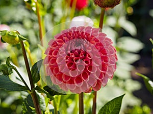 Closeup of a colorful red blooming Pompon Dahlia flower and flower-bud