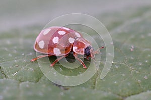 Closeup on the colorful red cream-spot ladybird , Calvia quatuordecimguttata, sitting on a green leaf