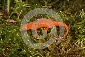 Closeup on a colorful red eft stage juvenile Red-spotted newt Notophthalmus viridescens sitting on moss