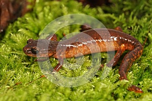 Closeup on a colorful red Ensatina eschscholtzii salamander of the intermediate form