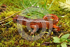 Closeup on a colorful red Ensatina eschscholtzii salamander of the intermediate form occuring in North California