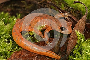 Closeup on a colorful red Ensatina eschscholtzii salamander of the intermediate form occuring in North California