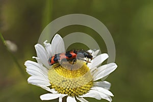 Closeup on a colorful red hairy bee-eating beetle, Trichodes alvearius sitting on an Ox-eye daisy flower