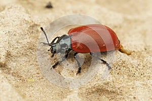 Closeup on the colorful red Poplar leaf beetle, Chrysomela populi, sitting on stone