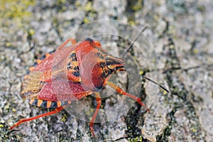 Closeup on a colorful red shieldbug, Carpocoris pudicus photo