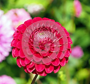 Closeup of a colorful Red with white tips Pompon Dahlia flower with small double-flowering blooms and flat petals with green backg