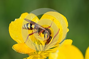 Closeup on a colorful red and yellow patterned female Lathburys nomad bee, Nomada lathburiana photo