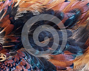 Closeup of colorful ring-necked pheasant feathers
