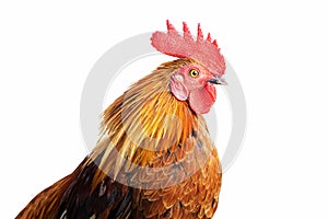 Closeup of colorful rooster`s head shot isolated on white background