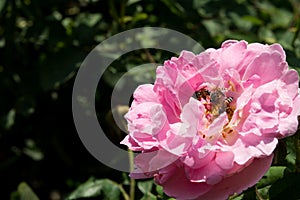 Closeup colorful rose flowers on tree, Sweet love concepts, Romance concepts, Macro images