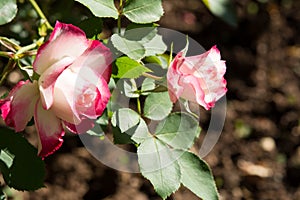 Closeup colorful rose flowers on tree, Sweet love concepts, Romance concepts, Macro images