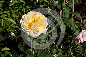 Closeup colorful rose flowers on tree, Sweet love concepts, Romance concepts, Macro images