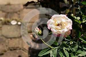 Closeup colorful rose flowers on tree, Sweet love concepts, Romance concepts, Macro images