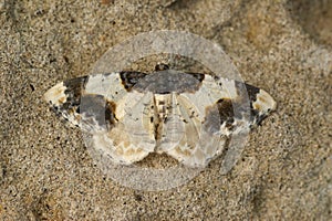 Closeup on a colorful the scorched carpet geometer moth, Ligdia adustata, with spread wings on wood