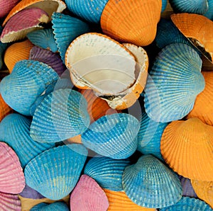 Closeup of colorful sea shells in different shapes