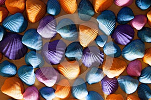 Closeup of colorful sea shells in different shapes