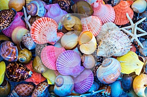 Closeup of colorful sea shells in different shapes