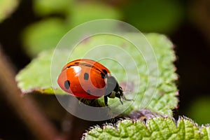 Closeup on the colorful seven-spot ladybird, Coccinella septempunctata on a green leaf in the garden