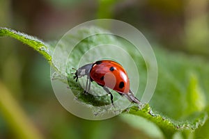 Closeup on the colorful seven-spot ladybird, Coccinella septempunctata on a green leaf in the garden