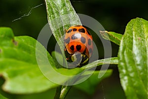 Closeup on the colorful seven-spot ladybird, Coccinella septempunctata on a green leaf in the garden