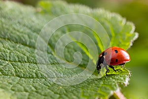 Closeup on the colorful seven-spot ladybird, Coccinella septempunctata on a green leaf in the garden