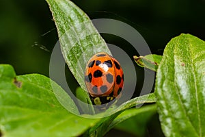 Closeup on the colorful seven-spot ladybird, Coccinella septempunctata on a green leaf in the garden